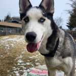 Asa, two-year-old female. Photo courtesy of Homer Animal Shelter