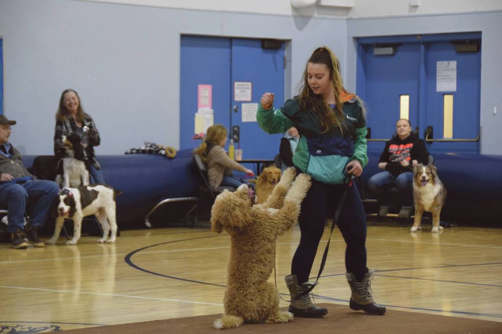 Ollie, a 2.5-year-old Goldendoodle, performs a trick for the judges with owner Nan Williams at the Snow Rondi Dog Show on Sunday<ins>, March 3, 2024</ins> in the Chapman School gym in Anchor Point<ins>, Alaska</ins>. Ollie was awarded Judges Choice 1st place. (Delcenia Cosman/Homer News)