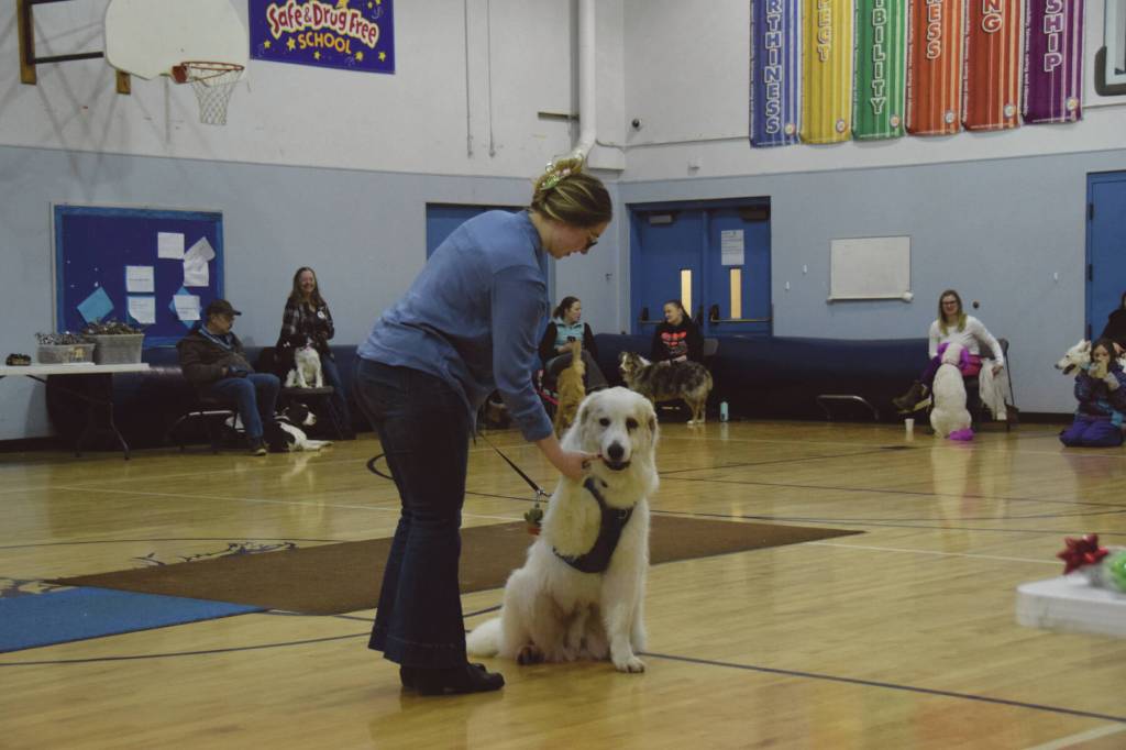 Wellington, a four-year-old Great Pyrenees, shakes paws with owner Emily Knapp at the Snow Rondi Dog Show on Sunday<ins>, March 3, 2024</ins> in the Chapman School gym in Anchor Point<ins>, Alaska</ins>. Wellington was awarded Biggest Dog by the judges. (Delcenia Cosman/Homer News)