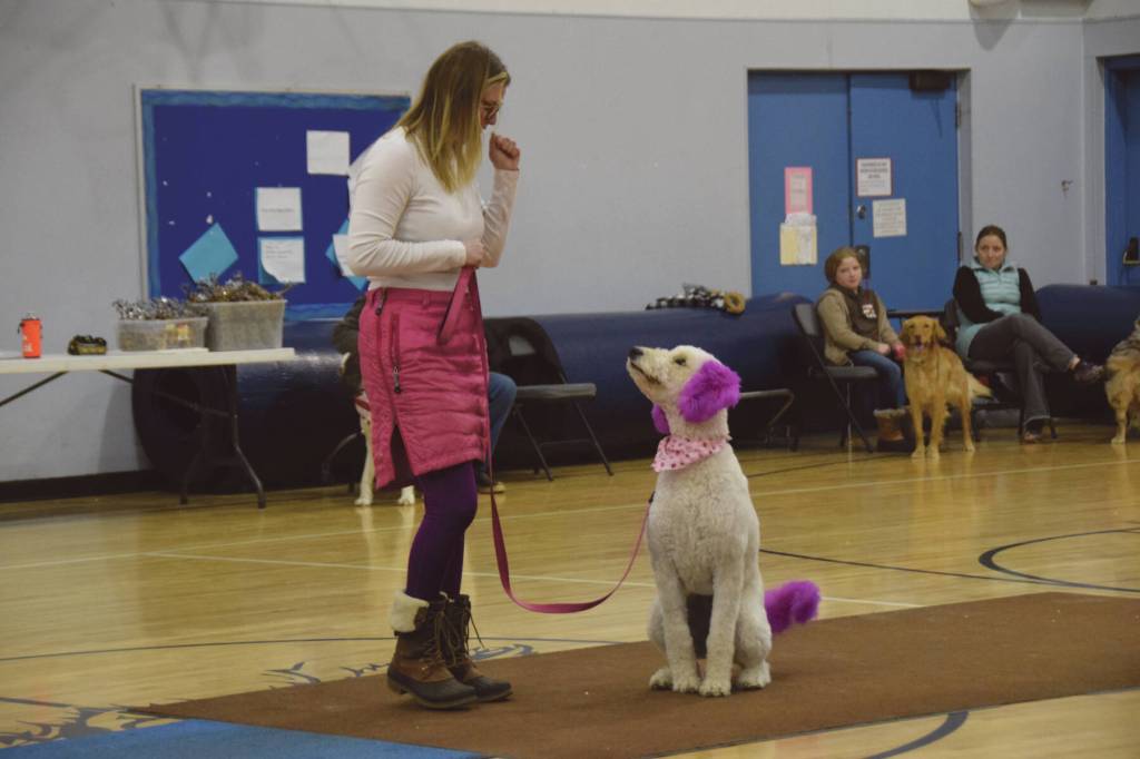Rosie, a 1.5-year-old Labradoodle, sits obediently for owner Chelsea Anderson at the Snow Rondi Dog Show on Sunday<ins>, March 3, 2024</ins> in the Chapman School gym<ins> in Anchor Point, Alaska</ins>. Rosie was awarded Dog That Looks Most Like Its Owner by the judges. (Delcenia Cosman/Homer News)