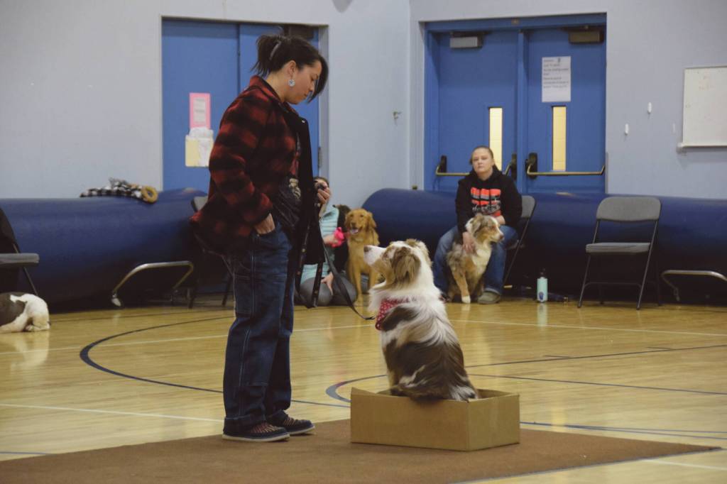 Cheddar the Dog sits in a box and waits patiently for a treat from owner Mary Simondsen (left) at the Snow Rondi Dog Show on Sunday<ins>, March 3, 2024</ins> in the Chapman School gym in Anchor Point<ins>, Alaska</ins>. (Delcenia Cosman/Homer News)
