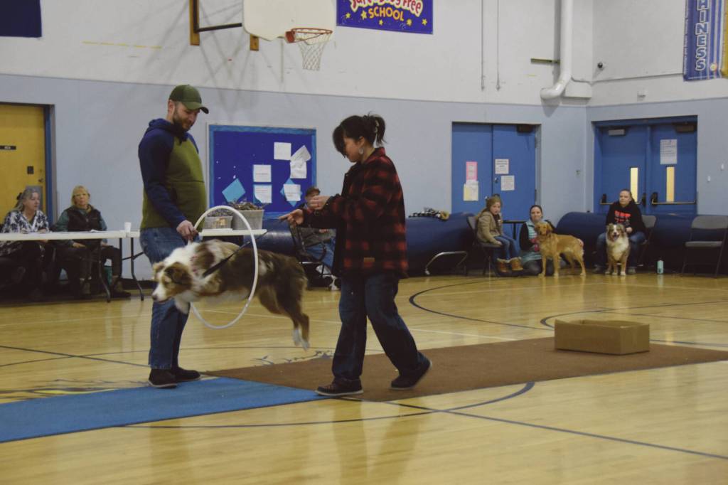 Cheddar the Dog, led by owner Mary Simondsen (right) leaps through a hoop at the Snow Rondi Dog Show on Sunday<ins>, March 3, 2024</ins> in the Chapman School gym in Anchor Point<ins>, Alaska</ins>. Cheddar and Simondsen won Best Mannered and Judges Choice 2nd place. (Delcenia Cosman/Homer News)