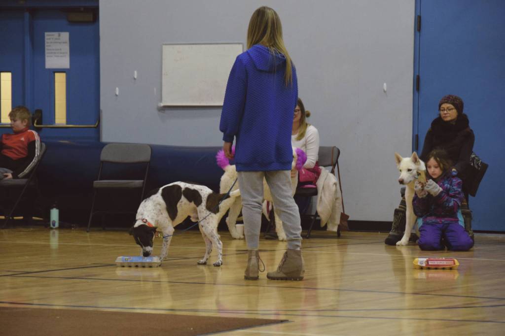 Owner Mia Robertson leads her dog, Mr. Rodgers, as he tracks a birch oil-scented Q-tip at the Snow Rondi Dog Show on Sunday<ins>, March 3, 2024</ins> in the Chapman School gym<ins> in Anchor Point, Alaska</ins>. Robertson and Mr. Rodgers were awarded Most Unique by the judges. (Delcenia Cosman/Homer News)