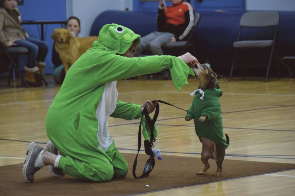 Bobby Ness awards Doxy, an 11-year-old mini dachshund, with a treat for performing tricks at the Snow Rondi Dog Show on Sunday<ins>, March 3, 2024</ins> in the Chapman School gym in Anchor Point<ins>, Alaska</ins>. Costumed as a pair of frogs, Ness and Doxy were awarded Best Costume by the judges. (Delcenia Cosman/Homer News)