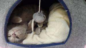 Nola, six-month-old female. Photo courtesy of Homer Animal Shelter