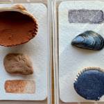 Stripes of paint are placed next to a rock, a mussel, and shells filled with pigment made by artist Karyn Murphy. Photo provided by Karyn Murphy