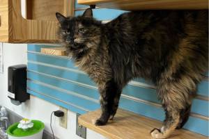 Leigh, three-year-old female. Photo courtesy of Homer Animal Shelter