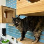 Leigh, three-year-old female. Photo courtesy of Homer Animal Shelter