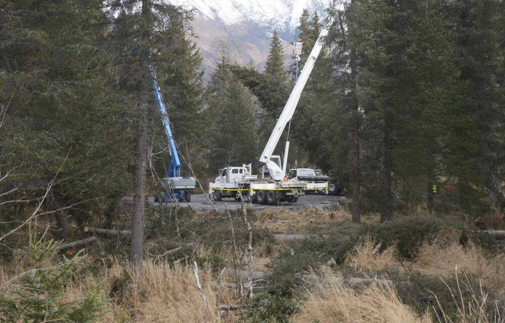A roughly 75-foot Lutz spruce is lowered after being cut down on Tuesday, Oct. 27, 2015, in the Chugach National Forest near Seward. The tree was selected from six contenders as the 2015 U.S. Capitol Christmas Tree through a program run by the U.S. Forest Service. (Megan Pacer/Peninsula Clarion file photo)