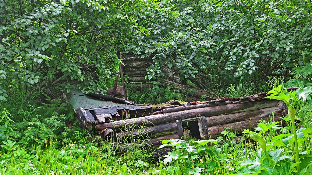 In the summer of 2016, this was all that remained of Rex Hankss original homestead cabin, located just above the waterfall on Happy Creek. (Photo by Clark Fair)