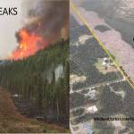Fuel break at work. (Photos by USFWS)