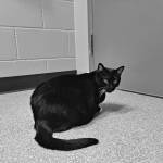 Tux, four-year-old female. Photo courtesy of Homer Animal Shelter