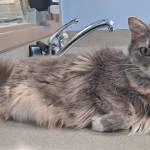 Grayling, four-year-old female. Photo courtesy of Homer Animal Shelter