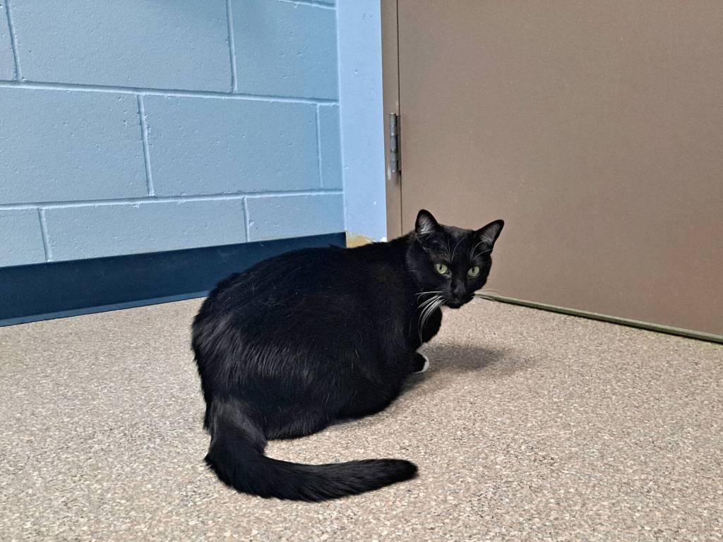 Tux, four-year-old female. Photo courtesy of Homer Animal Shelter