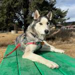 Asa, two-year-old female. Photo provided by Homer Animal Shelter