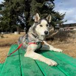 Asa, two-year-old female. Photo provided by Homer Animal Shelter