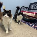 Potato and Moomoo, eight-year-old males. Photo courtesy of Homer Animal Shelter