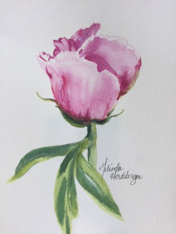 Peony Promise, a watercolor painting by Melinda Hershberger, is on display in Fireweed Gallery through May as part of the annual Kachemak Bay Watercolor Society spring show. Photo provided by Fireweed Gallery