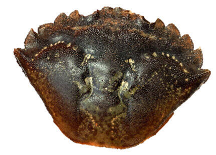 While collecting marine trash from beaches we also searched for invasive green crab carapace, not always green so better to identify by five spines behind each eye. (Photo by Linda Shaw/NOAA)