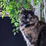 Leight, three-year-old female. Photo courtesy of Homer Animal Shelter