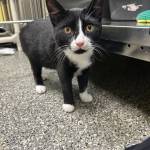 Ash and Cyprus, six-month-old brother and sister. Photo courtesy of Homer Animal Shelter