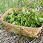 A basket of lovage leaves harvested at a Kenai Peninsula beach, June 9, 2023. (Photo by Matt Bowser/USFWS)