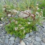 A lovage plant growing at Deep Creek State Recreation Area, July 7, 2017. (Photo by Matt Bowser/USFWS)