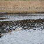 A pair of mallard ducks rests on a log floating in the Beluga Slough on Friday, May 10, 2024 in Homer, Alaska. (Delcenia Cosman/Homer News)