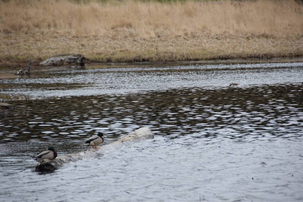 A pair of mallard ducks rests on a log floating in the Beluga Slough on Friday, May 10, 2024 in Homer, Alaska. (Delcenia Cosman/Homer News)