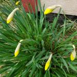 Daffodils are blooming outside the Homer News office on Saturday, May 18, 2024 in Homer, Alaska. (Delcenia Cosman/Homer News)