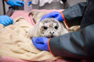 Photo courtesy Kaiti Grant/Alaska SeaLife Center
A seal pup rescued from near Kenai beach is treated by the Alaska SeaLife Centers Wildlife Response Program on May 9, 2024.