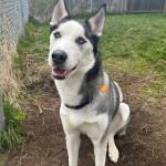 Asa, two-year-old female. Photo courtesy of Homer Animal Shelter