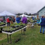 Homer Garden Club members set up their annual plant sale on Saturday, May 25, 2024 at the Homer Chamber of Commerce in Homer, Alaska. (Delcenia Cosman/Homer News)