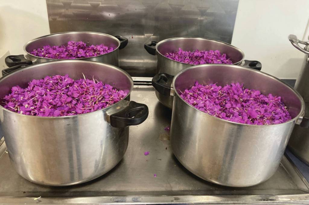 Marcia Roughlys fireweed harvest from 2023 in preparation for the 2024 market season. Photo provided by Marcia Roughly.