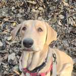 Pete, one-year-old male. Photo courtesy of Homer Animal Shelter