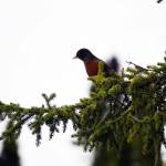 A small bird rests on the limb of a spruce tree at Headquarters Lake in the Kenai National Wildlife Refuge near Soldotna, Alaska, on Saturday, June 1, 2024. (Jake Dye/Peninsula Clarion)