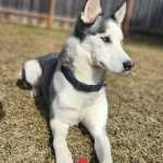 Asa, two-year-old female. Photo courtesy of Homer Animal Shelter