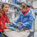 A harbor seal pup rescued from near the Copper River Delta is treated by Wildlife Response Program staff at the Alaska SeaLife Center in Seward. (Photo provided by Alaska SeaLife Center)