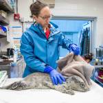 A harbor seal pup rescued from near Kachemak Bay is treated by Wildlife Response Program staff at the Alaska SeaLife Center in Seward, Alaska. (Photo provided by Alaska SeaLife Center)