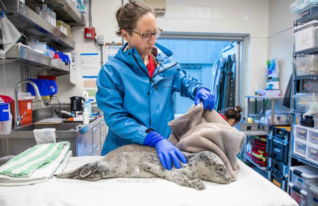 A harbor seal pup rescued from near Kachemak Bay is treated by Wildlife Response Program staff at the Alaska SeaLife Center in Seward, Alaska. (Photo provided by Alaska SeaLife Center)