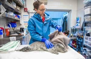 A harbor seal pup rescued from near Kachemak Bay is treated by Wildlife Response Program staff at the Alaska SeaLife Center in Seward, Alaska. (Photo provided by Alaska SeaLife Center)