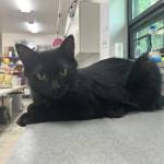 Destiny, 1-year-old female. Photo courtesy of Homer Animal Shelter