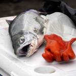 A sockeye salmon rests atop a cooler at the mouth of the Kasilof River on Monday, June 26, 2023, in Kasilof, Alaska. (Jake Dye/Peninsula Clarion)