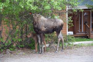 A female moose watches a Homer News reporter take photos of her and her calf on Thursday, June 6, 2024 in the Homer News parking lot in Homer, Alaska. (Delcenia Cosman/Homer News)