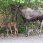 A female moose and her calf take their lunch break in the Homer News parking lot on Thursday, June 6, 2024 in Homer, Alaska. (Delcenia Cosman/Homer News)
