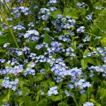Forget-me-nots are in bloom on Tuesday, June 11, 2024 near a certain raspberry patch in Homer, Alaska. (Delcenia Cosman/Homer News)