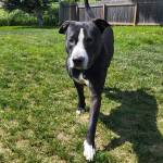 Colt, 2-year-old male. Photo courtesy of Homer Animal Shelter