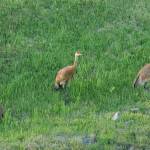 A trio of sandhill cranes rambles around Grubstake Avenue on Sunday, June 16, 2024, in Homer, Alaska. (Delcenia Cosman/Homer News)
