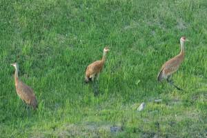 A trio of sandhill cranes rambles around Grubstake Avenue on Sunday, June 16, 2024, in Homer, Alaska. (Delcenia Cosman/Homer News)