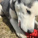 Asa, 2-year-old spayed female. Photo courtesy of Homer Animal Shelter